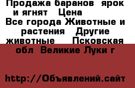 Продажа баранов, ярок и ягнят › Цена ­ 3 500 - Все города Животные и растения » Другие животные   . Псковская обл.,Великие Луки г.